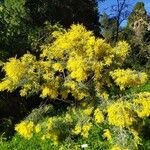 Acacia dealbata Habitus