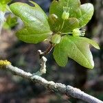 Acer sempervirens Leaf