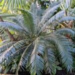 Cycas thouarsii Vekstform