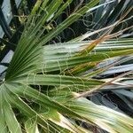 Washingtonia filifera برگ