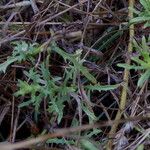 Centaurea paniculata 葉