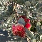 Eucalyptus macrocarpa 花