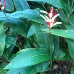 Heliconia psittacorum Natur