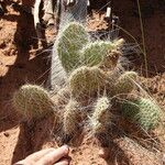 Opuntia polyacantha Folha