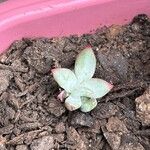 Echeveria colorata List