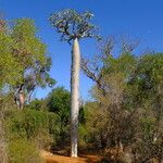 Pachypodium geayi Συνήθη χαρακτηριστικά