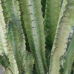 Euphorbia trigona Fulla