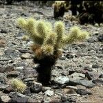 Cylindropuntia bigelovii عادت