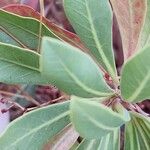 Euphorbia erubescens Blad