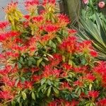 Pieris japonica葉