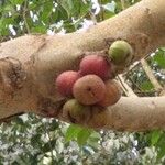 Ficus racemosa Fruit