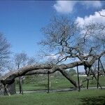 Catalpa speciosa Συνήθη χαρακτηριστικά