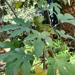 Brachychiton bidwillii Lapas