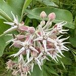 Asclepias speciosa Flor