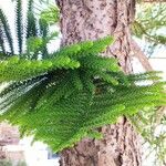 Araucaria laubenfelsii Hoja