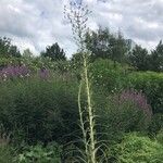 Eryngium paniculatum Virág