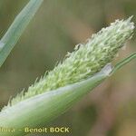 Phalaris paradoxa Fruit