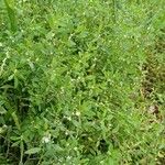 Polygonum aviculare Συνήθη χαρακτηριστικά