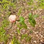 Quercus × rosacea Fruto
