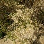 Baccharis sarothroides Kvet