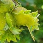 Corylus americana 果實