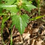 Lamium bifidum Leaf