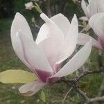 Magnolia x soulangeana Άλλα