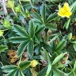 Potentilla aurea Feuille