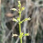 Clinopodium menthifolium Flower
