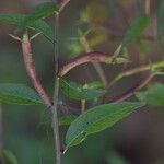 Ludwigia hyssopifolia Habit