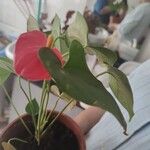 Anthurium scherzerianumBlomma