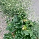Crambe cordifolia Kvet