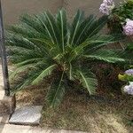 Cycas revoluta Облик