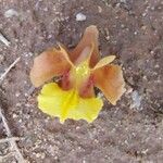 Gmelina arborea Λουλούδι