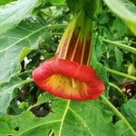 Brugmansia sanguinea 花