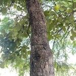 Butea monosperma Coajă