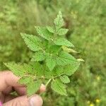 Oenanthe javanica Leaf