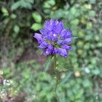 Campanula cervicaria Fleur