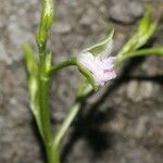 Talinum fruticosum Kvet