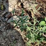 Euphorbia dracunculoides Leaf