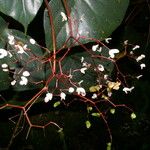 Begonia multinervia Fiore