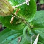 Tricyrtis hirta Lubje