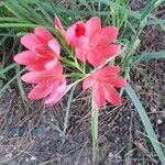 Hesperantha coccinea 花