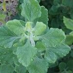 Teucrium botrys Leaf