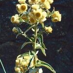Helichrysum foetidum Цвят