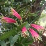 Alstroemeria pelegrina Blomma