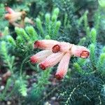 Erica verticillata 花
