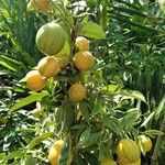 Citrus japonicaФрукт