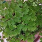 Adiantum raddianum Leaf