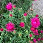 Symphyotrichum novae-angliae Blüte
